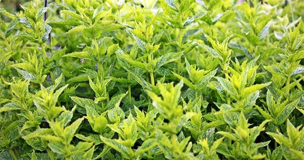 How to Pick the Best Shade Trees for North Central Gardens