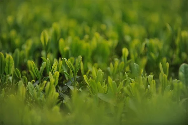How to Choose Memorial Garden Plants That Actually Thrive